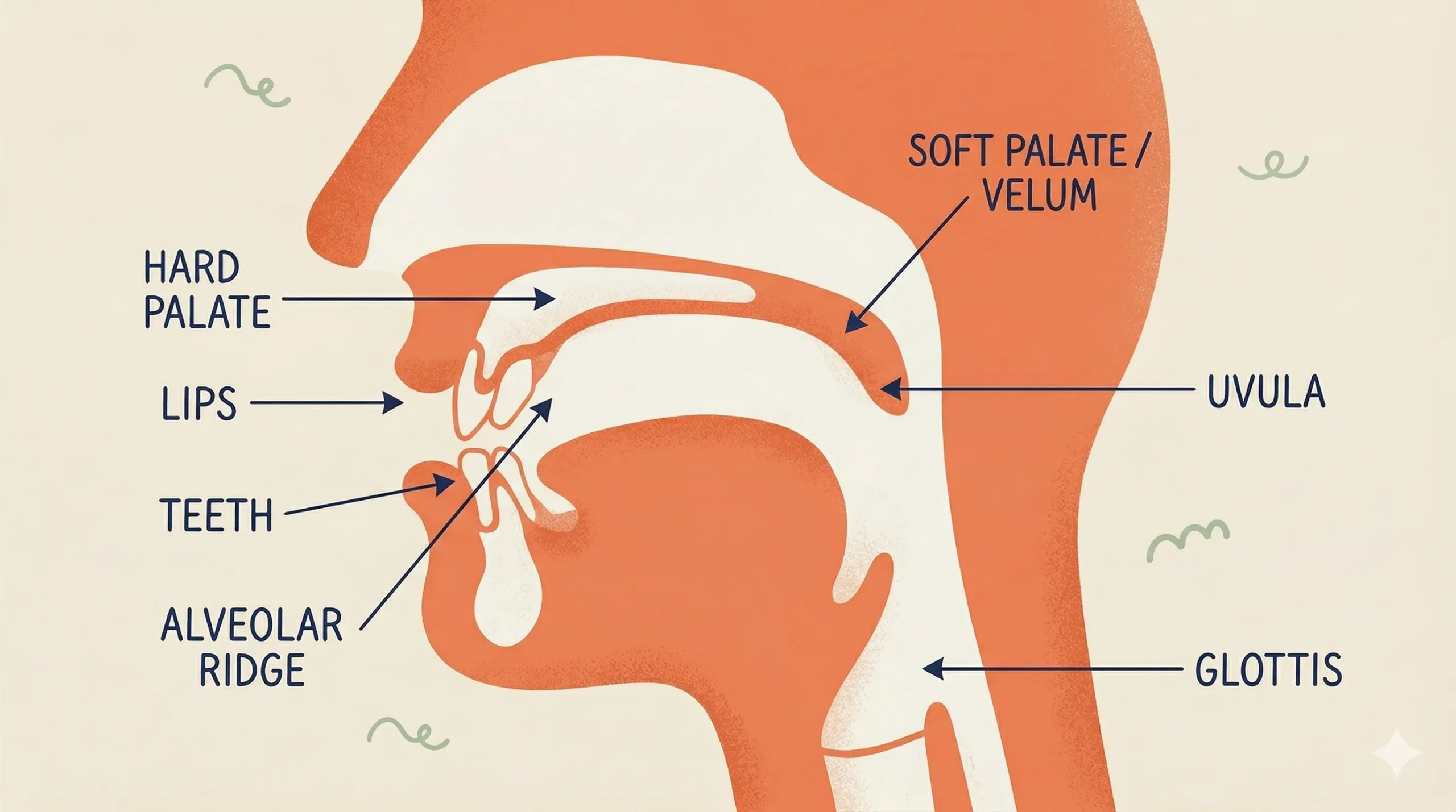japanese-pronunciation-articulation